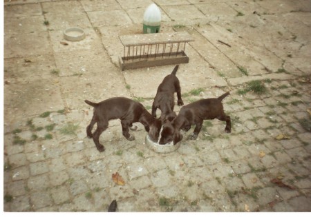 Car, Cir,Cita