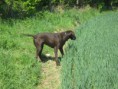 /album/fotogalerie-dasty-z-lomnickych-strani/img-2652-jpg1/