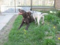 /album/fotogalerie-dasty-z-lomnickych-strani/img-3192-jpg1/