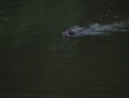 /album/fotogalerie-lovy/img-0517-jpg/